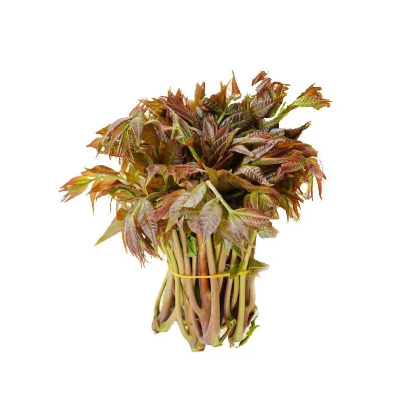 【顺丰直发】新鲜红油香椿嫩芽当季农家现货红油露天新鲜现摘