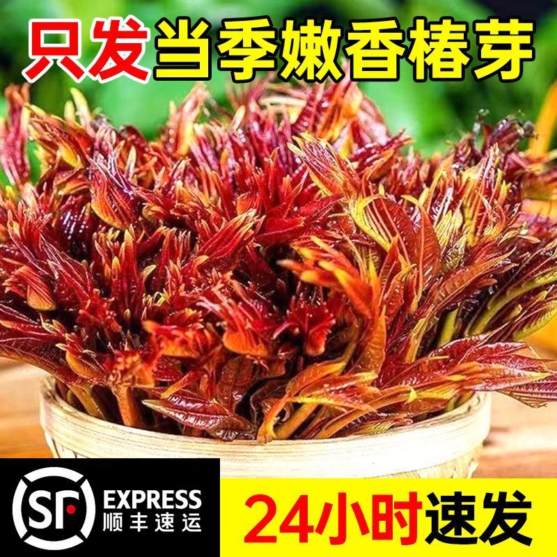 【顺丰直发】新鲜红油香椿嫩芽当季农家现货红油露天新鲜现摘