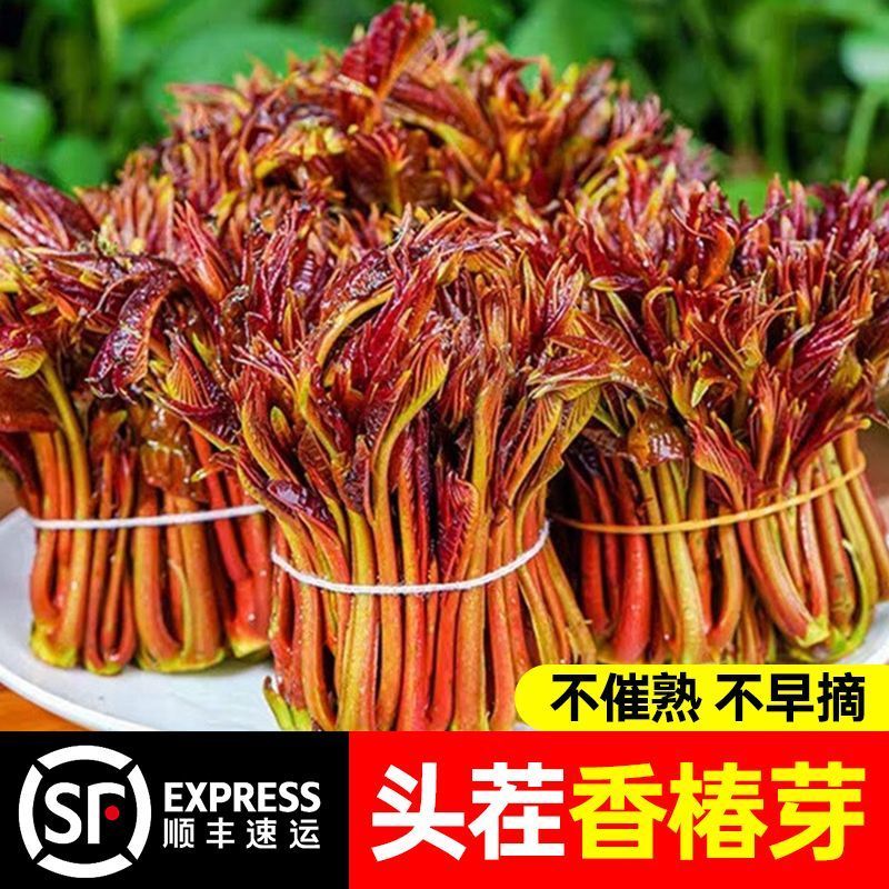 【顺丰直发】新鲜红油香椿嫩芽当季农家现货红油露天新鲜现摘