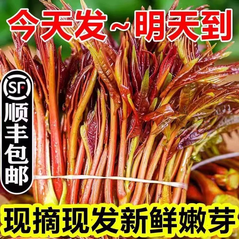 【顺丰直发】新鲜红油香椿嫩芽当季农家现货红油露天新鲜现摘