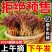 【顺丰直发】新鲜红油香椿嫩芽当季农家现货红油露天新鲜现摘