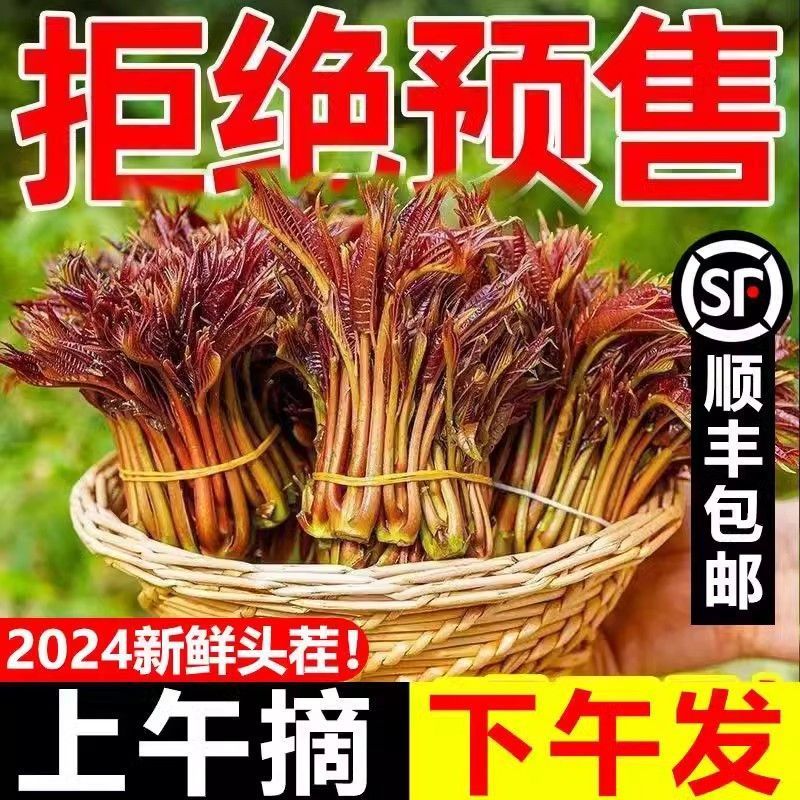 【顺丰直发】新鲜红油香椿嫩芽当季农家现货红油露天新鲜现摘