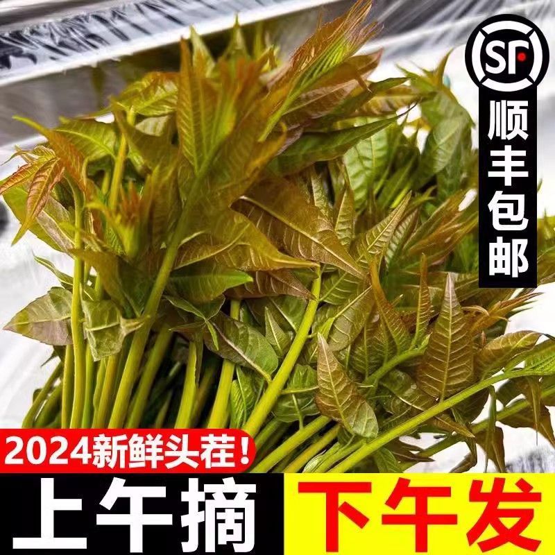 【顺丰直发】新鲜红油香椿嫩芽当季农家现货红油露天新鲜现摘