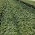 强磁黄瓜苗青瓜苗密刺大黄瓜苗成活率高山东种苗基地