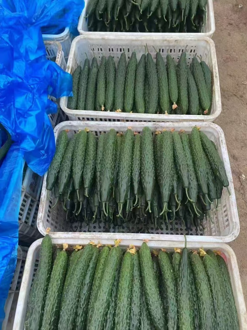 强磁黄瓜苗青瓜苗密刺大黄瓜苗成活率高山东种苗基地