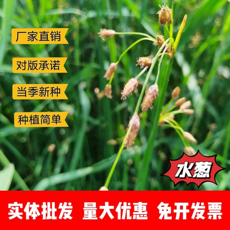 水葱厂家货源批发价格全国发货价格优惠欢迎咨询下单
