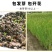 水葱厂家货源批发价格全国发货价格优惠欢迎咨询下单