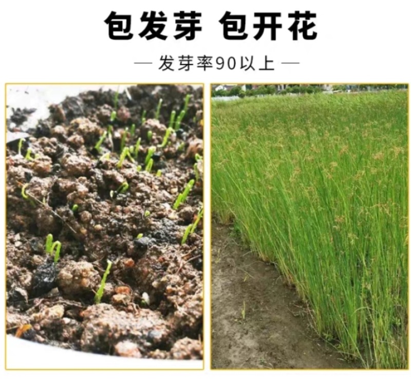水葱厂家货源批发价格全国发货价格优惠欢迎咨询下单