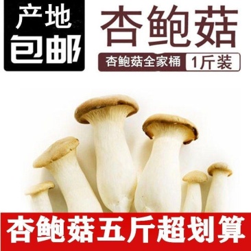 杏鲍菇新鲜鸡腿菇火锅料理绿色蘑菇产地直发包邮一件代发