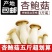 杏鲍菇新鲜鸡腿菇火锅料理绿色蘑菇产地直发包邮一件代发