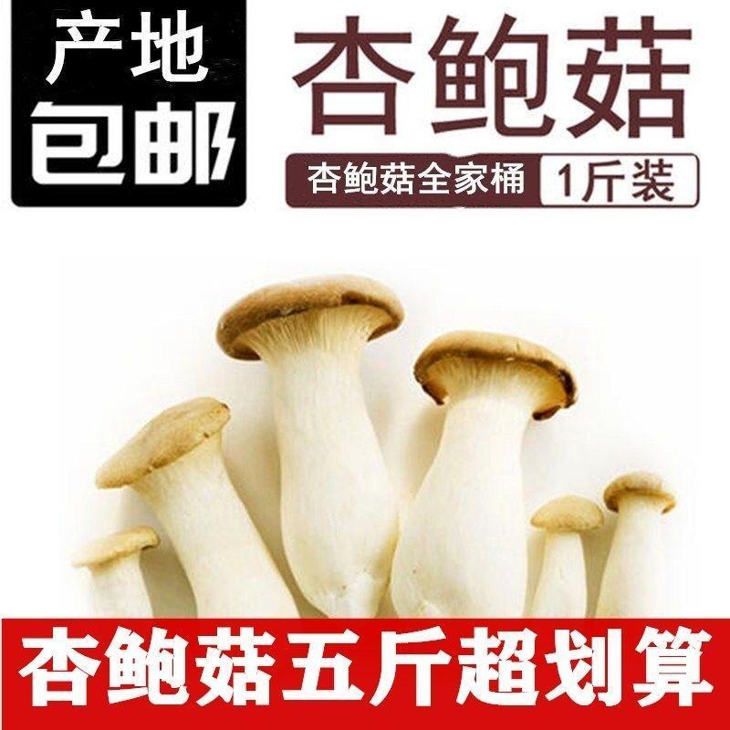 杏鲍菇新鲜鸡腿菇火锅料理绿色蘑菇产地直发包邮一件代发