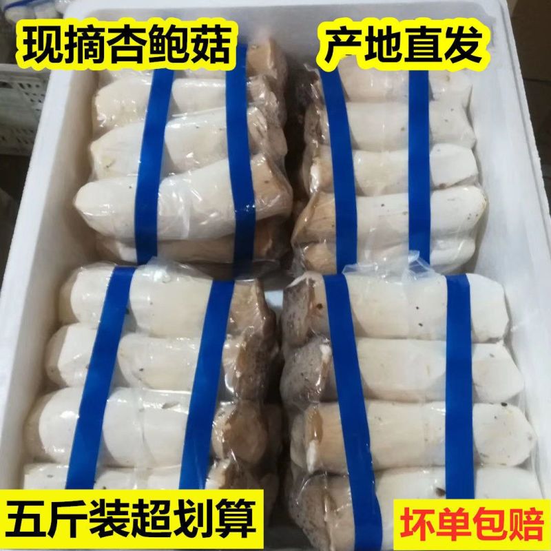 杏鲍菇新鲜鸡腿菇火锅料理绿色蘑菇产地直发包邮一件代发