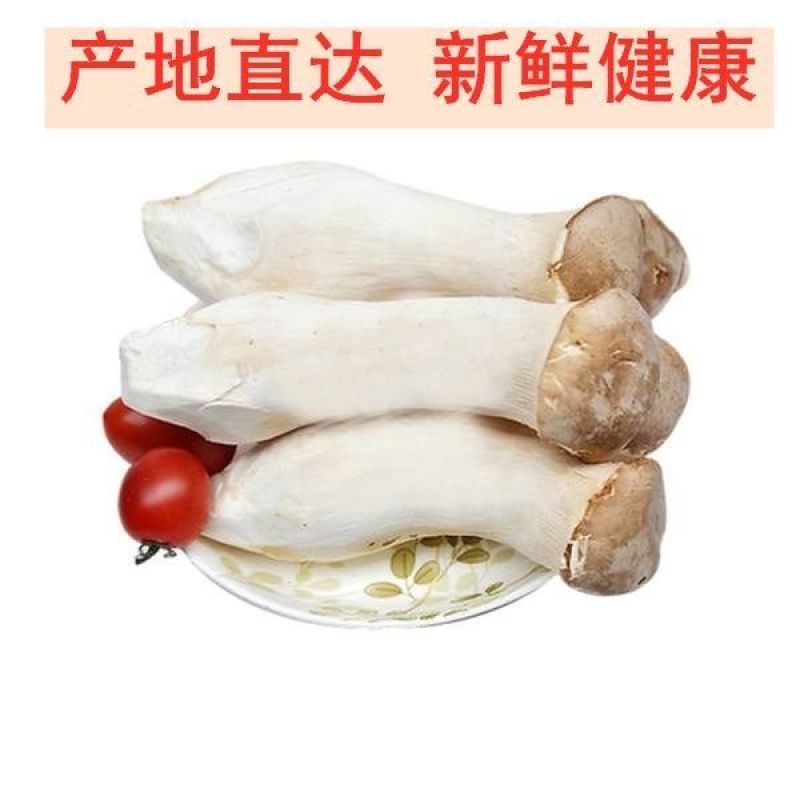 杏鲍菇新鲜鸡腿菇火锅料理绿色蘑菇产地直发包邮一件代发