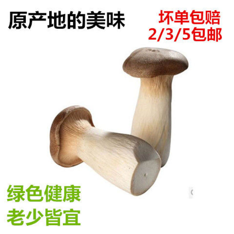 杏鲍菇新鲜鸡腿菇火锅料理绿色蘑菇产地直发包邮一件代发