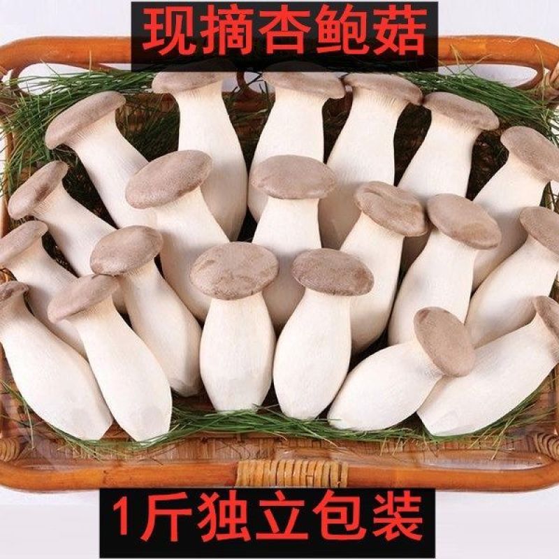 杏鲍菇新鲜鸡腿菇火锅料理绿色蘑菇产地直发包邮一件代发