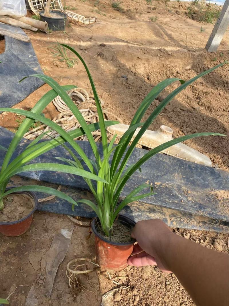 精品矮生百子莲优质矮生百子莲基地