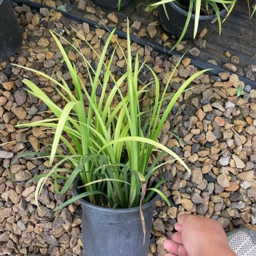 精品英国山麦冬优质英国山麦冬