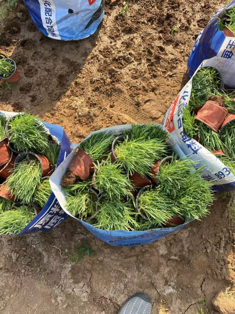 精品地被石竹优质长夏石竹基地自产自销