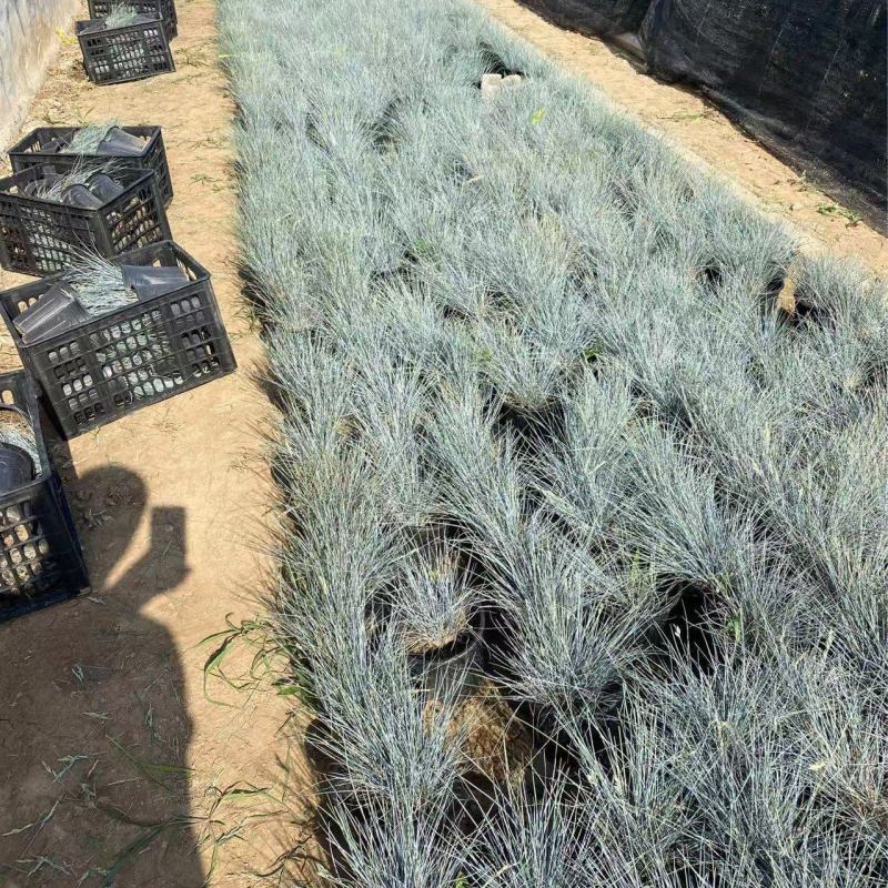 精品蓝羊茅加仑盆蓝羊茅基地自产自销