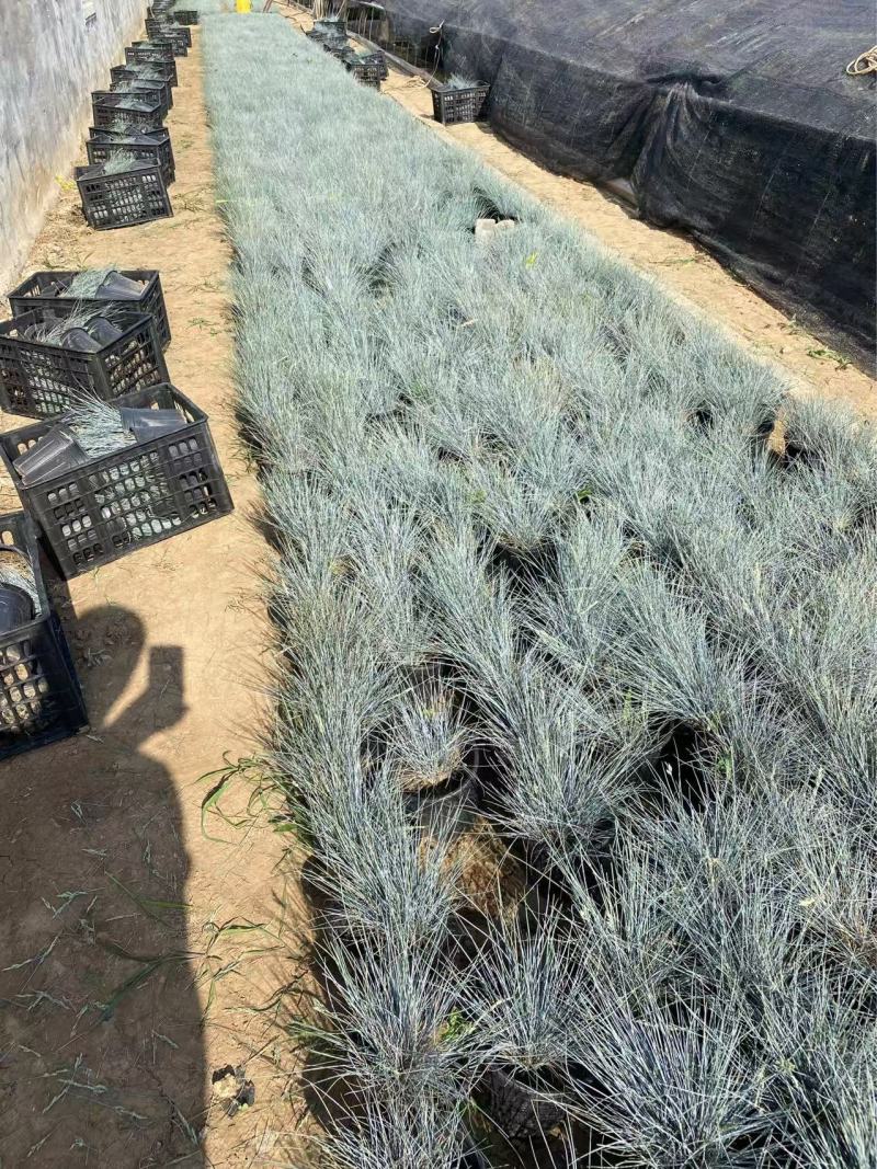 精品蓝羊茅加仑盆蓝羊茅基地自产自销