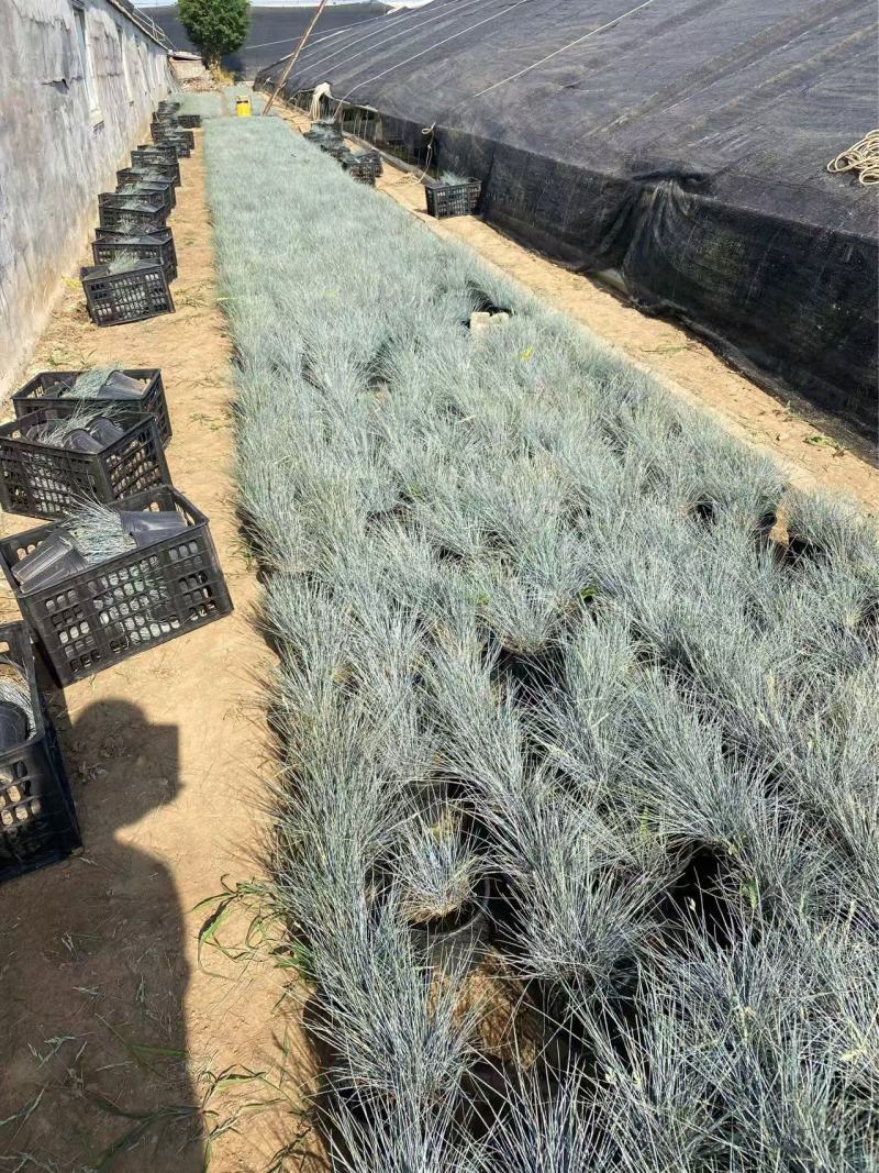 精品蓝羊茅加仑盆蓝羊茅基地自产自销