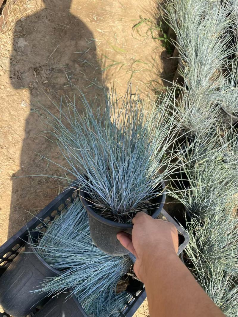 精品蓝羊茅加仑盆蓝羊茅基地自产自销