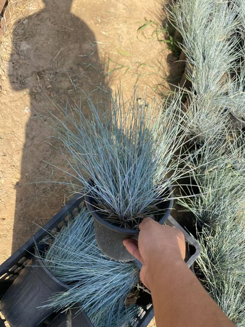 精品蓝羊茅加仑盆蓝羊茅基地自产自销