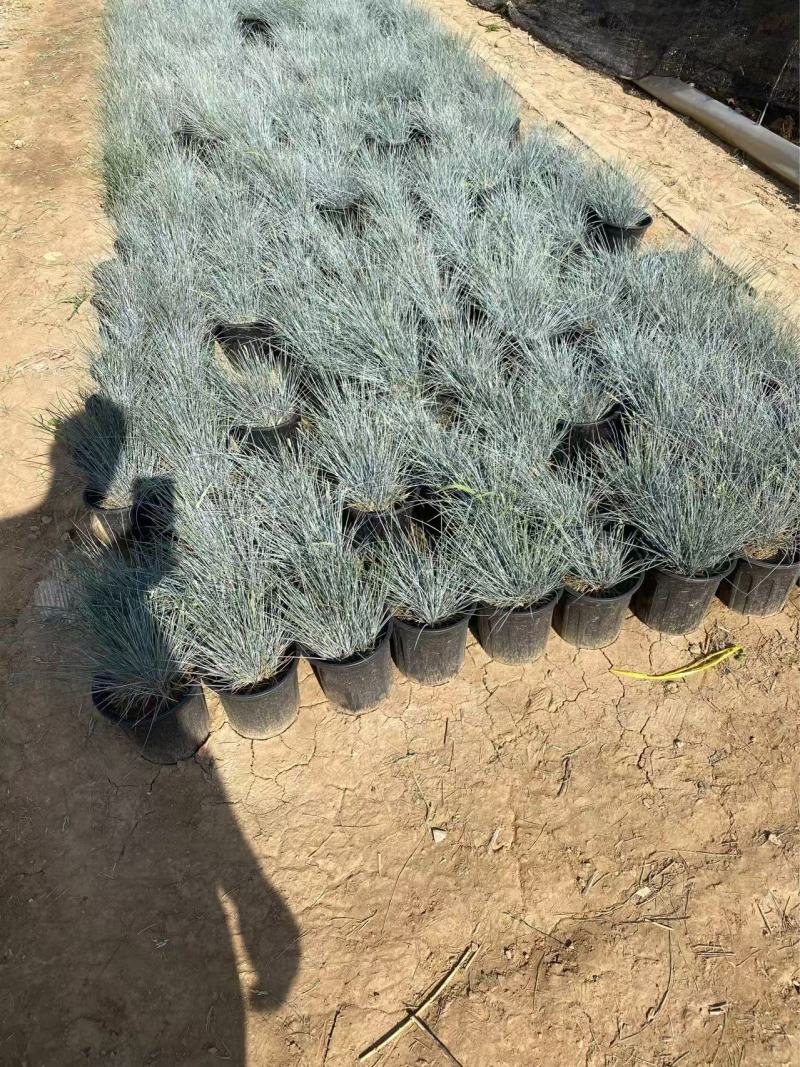 精品蓝羊茅加仑盆蓝羊茅基地自产自销