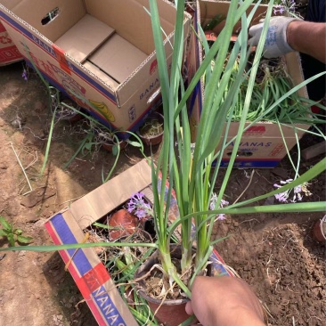 精品紫娇花优质紫娇花基地自产自销