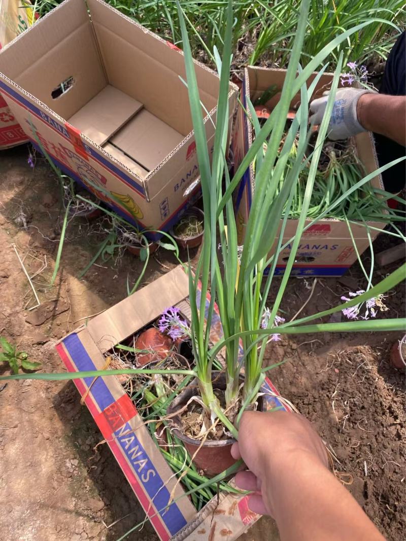 精品紫娇花优质紫娇花基地自产自销