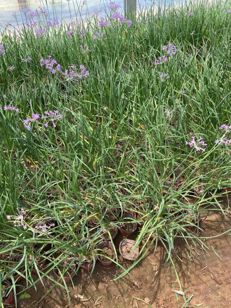 精品紫娇花优质紫娇花基地自产自销