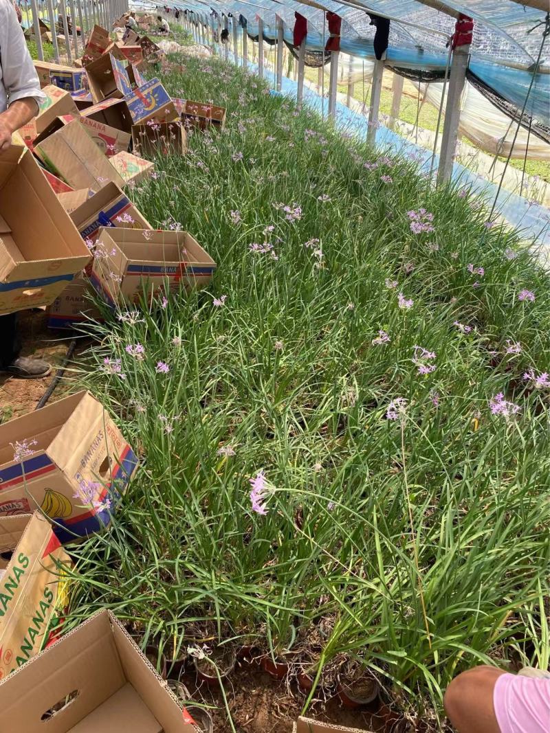精品紫娇花优质紫娇花基地自产自销