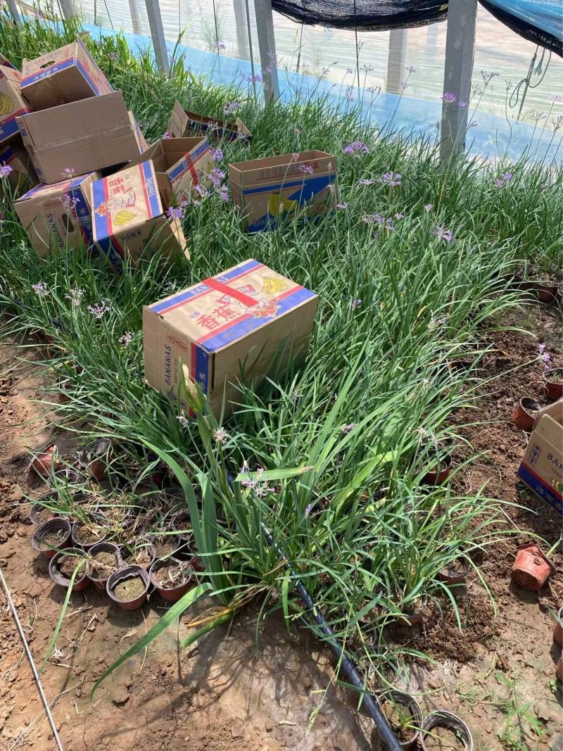 精品紫娇花优质紫娇花基地自产自销