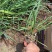 精品紫娇花优质紫娇花基地自产自销