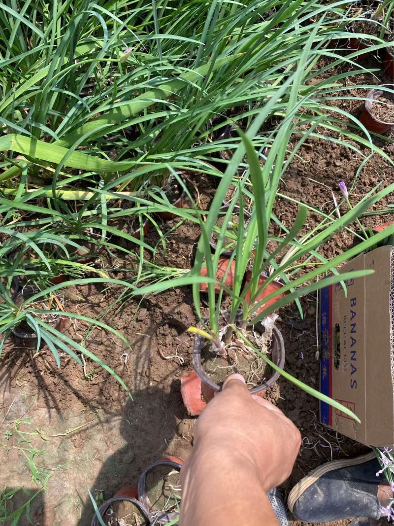 精品紫娇花优质紫娇花基地自产自销