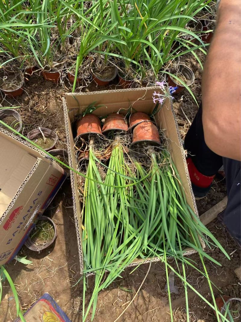 精品紫娇花优质紫娇花基地自产自销