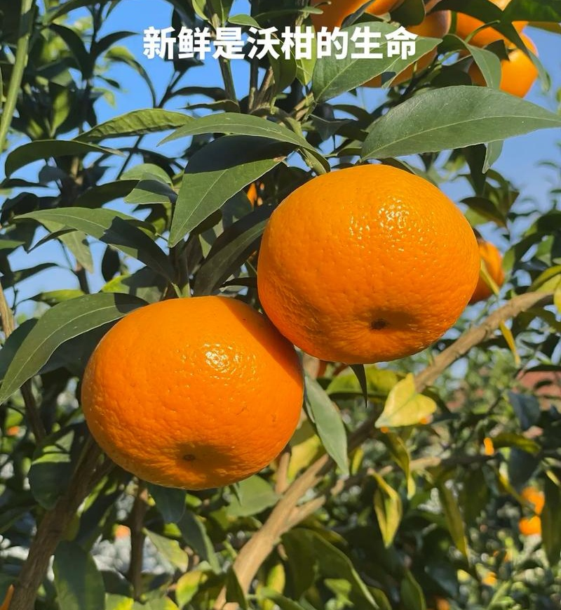 《沃柑》云南沃柑/基地现摘/现货直发/全国发货/上货中
