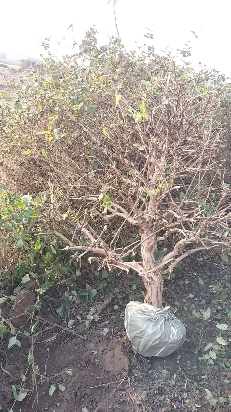 10年金银花树苗清地处理四季金银花树苗占地树绿化苗木