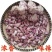 农家浓蒜香种红根香蒜苗种子四季阳台盆栽庭院种植红头蒜苗种