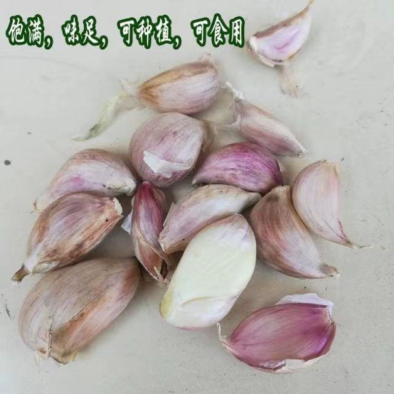 农家浓蒜香种红根香蒜苗种子四季阳台盆栽庭院种植红头蒜苗种
