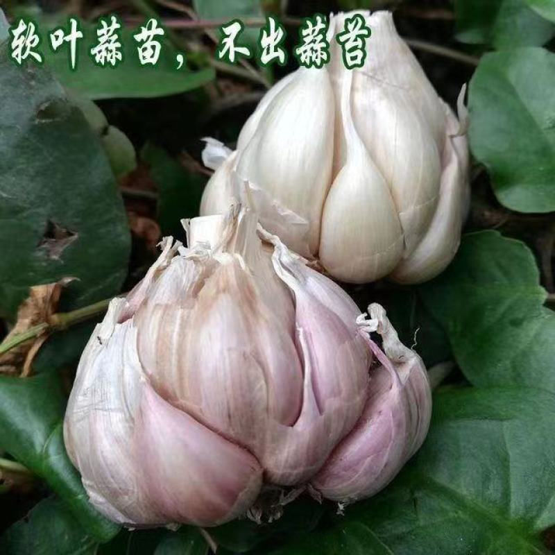 农家浓蒜香种红根香蒜苗种子四季阳台盆栽庭院种植红头蒜苗种