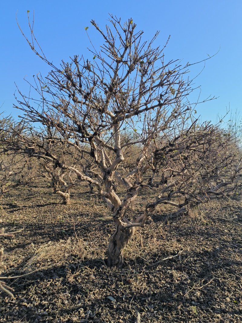 10年金银花树苗清地处理四季金银花树苗占地树绿化苗木
