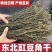 东北长豆角新鲜晾晒铁锅炖专用无干燥剂高品质包邮