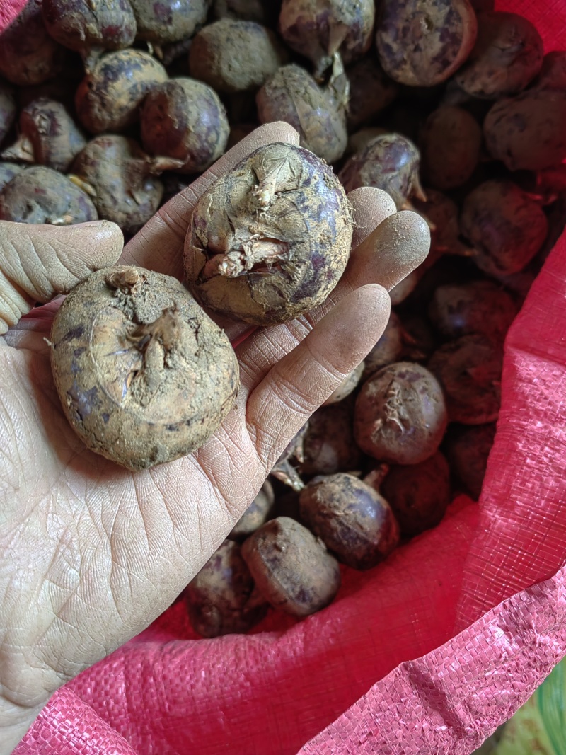 桂林大量马蹄荸荠供应全国！一手货源！精选货源！包甜包化渣
