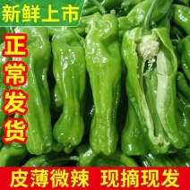 现摘现发山东新鲜辣椒薄皮青椒微辣虎皮椒芜湖椒砀椒新鲜蔬菜