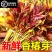 【顺丰直发】新鲜红油香椿嫩芽当季农家现货红油露天新鲜现摘
