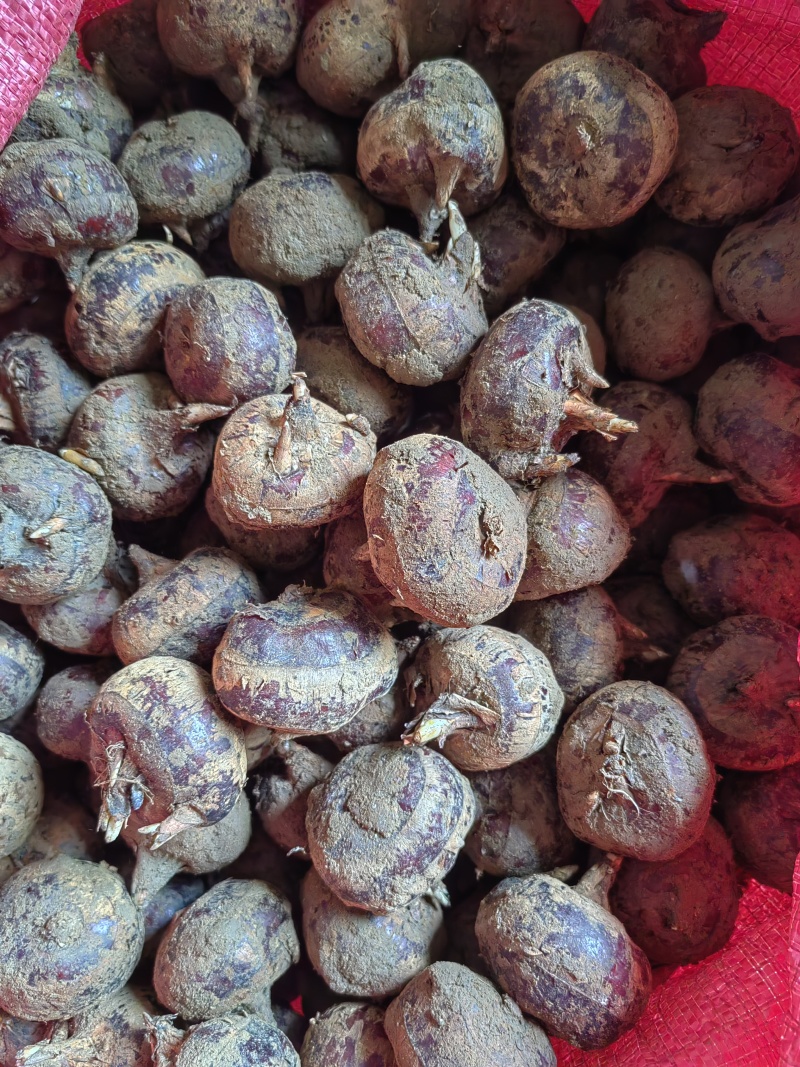 大量马蹄荸荠供应全国！一手货源！精选货源！包甜包化渣！！