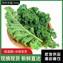 羽衣甘蓝新鲜蔬菜嫩叶甘兰芥蓝菜叶雨衣kale西餐沙拉榨汁
