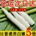 新鲜茭白特价冬笋时令蔬菜茭白现挖竹笋火锅配菜高瓜水笋高笋