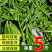 (农场现摘现卖)秋葵新鲜蔬菜鲜嫩当季秋葵批发羊角豆1斤5